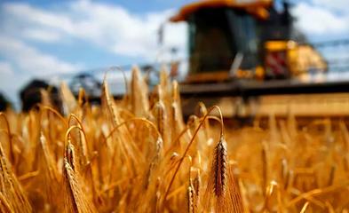 中澳贸易波动下的新格局 澳洲大麦转向印度，农药贸易或成新纽带